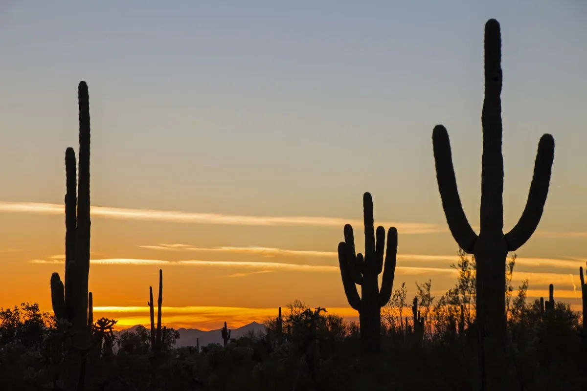A dramatic desert sunset featuring towering saguaro cacti silhouetted against a vibrant sky. The expansive landscape promises peaceful solitude and the beauty of the Southwest, ideal for evening strolls or stargazing together.